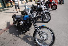 springer