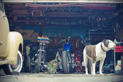 Bulldog And Bobbers