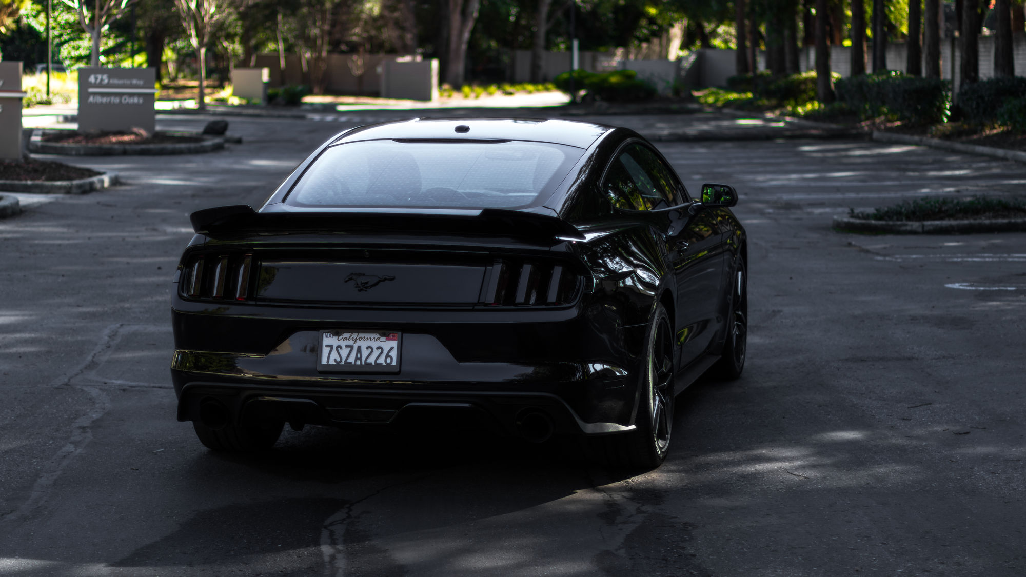    | Murdered Mustang