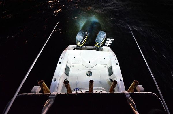    | Rigid Marine Lighting System