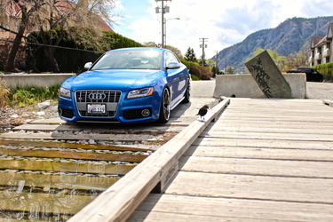 2008 Audi S5 | Audi S5